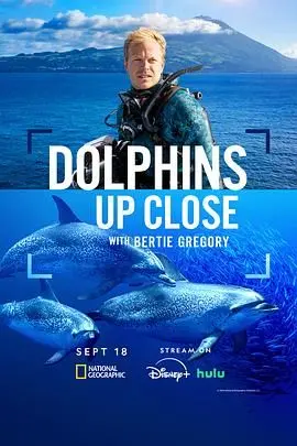 摄影师贝尔蒂与海豚零距离 海报
